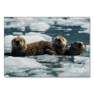 Sea Otter Tischnummer