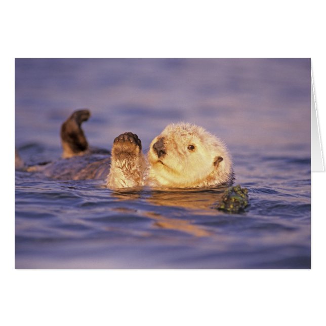 Sea Otters, Enhydra lutris (Vorderseite (Horizontal))
