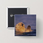 Sea Otters, Enhydra lutris 2 Button (Vorne & Hinten)