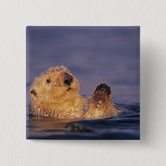 Sea Otters, Enhydra lutris 2 Button (Vorderseite)