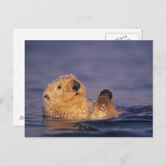 Sea Otters, Enhydra lutris 2 Postkarte (Vorne/Hinten)