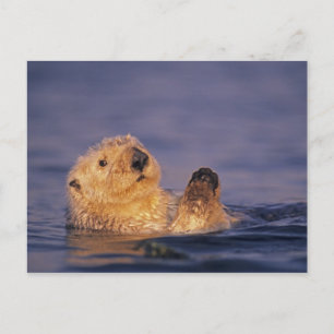 Sea Otters, Enhydra lutris 2 Postkarte