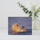 Sea Otters, Enhydra lutris 2 Postkarte (Stehend Vorderseite)