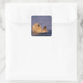 Sea Otters, Enhydra lutris 2 Quadratischer Aufkleber (Tasche)