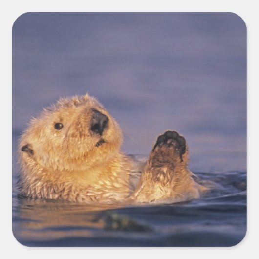 Sea Otters, Enhydra lutris 2 Quadratischer Aufkleber (Vorderseite)