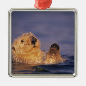 Sea Otters, Enhydra lutris 2 Silbernes Ornament (Vorne)