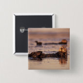 Sea Otters, Enhydra lutris 3 Button (Vorne & Hinten)