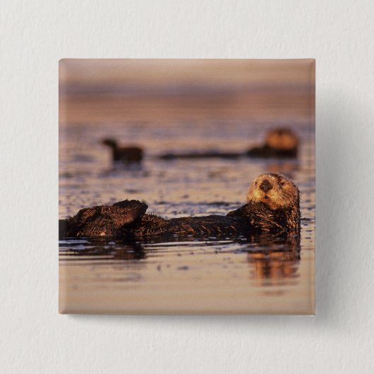 Sea Otters, Enhydra lutris 3 Button (Vorderseite)