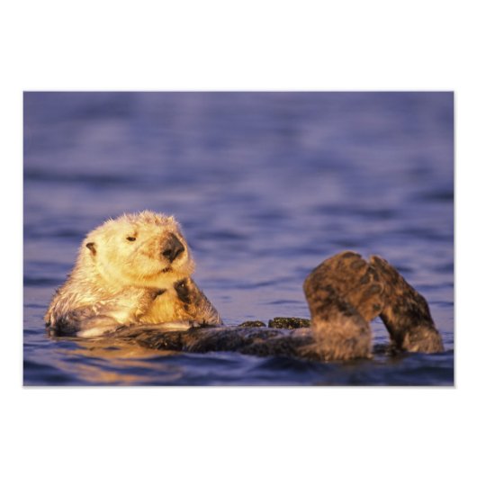 Sea Otters, Enhydra lutris 3 Fotodruck (Vorne)