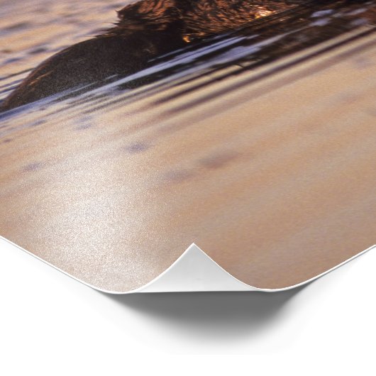 Sea Otters, Enhydra lutris 3 Fotodruck (Ecke)