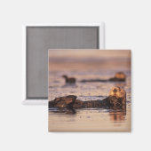 Sea Otters, Enhydra lutris 3 Magnet (Vorderseite/Rückseite)