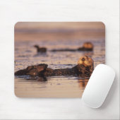 Sea Otters, Enhydra lutris 3 Mousepad (Mit Mouse)