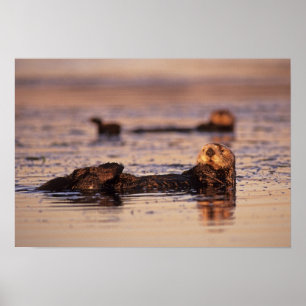 Sea Otters, Enhydra lutris 3 Poster
