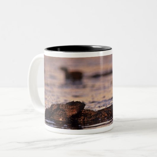 Sea Otters, Enhydra lutris 3 Zweifarbige Tasse (Vorderseite Links)