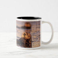 Sea Otters, Enhydra lutris 3