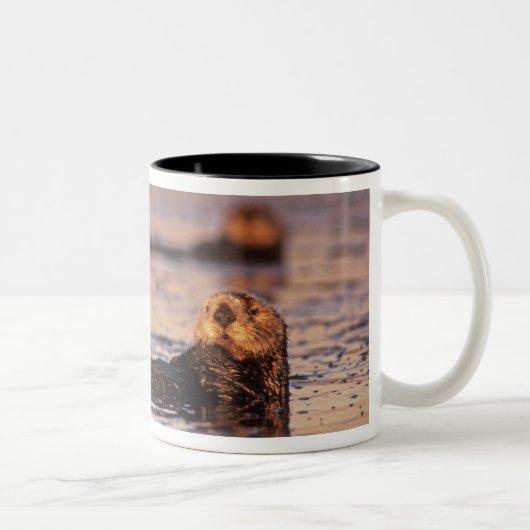 Sea Otters, Enhydra lutris 3 Zweifarbige Tasse (Rechts)