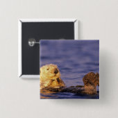 Sea Otters, Enhydra lutris 4 Button (Vorne & Hinten)