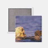 Sea Otters, Enhydra lutris 4 Magnet (Vorderseite/Rückseite)