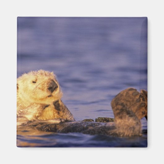 Sea Otters, Enhydra lutris 4 Magnet (Vorne)