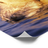 Sea Otters, Enhydra lutris 4 Poster (Ecke)