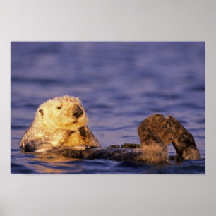 Sea Otters, Enhydra lutris 4 Poster