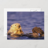 Sea Otters, Enhydra lutris 4 Postkarte (Vorne/Hinten)
