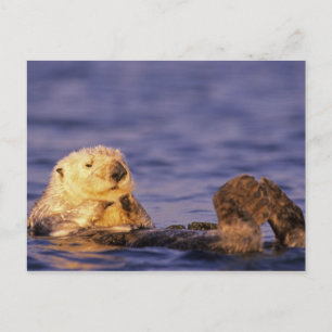 Sea Otters, Enhydra lutris 4 Postkarte