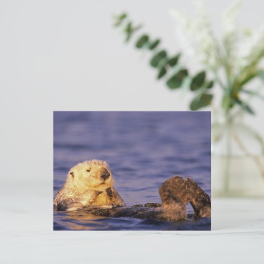 Sea Otters, Enhydra lutris 4 Postkarte (Stehend Vorderseite)