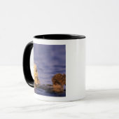 Sea Otters, Enhydra lutris 4 Tasse (Vorderseite Links)