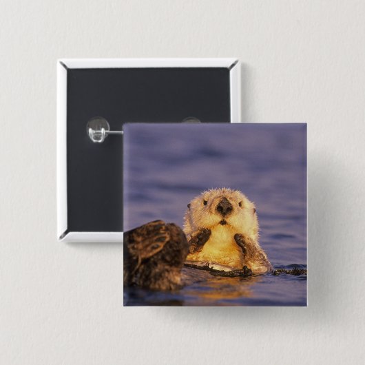 Sea Otters, Enhydra lutris 5 Button (Vorne & Hinten)