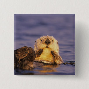 Sea Otters, Enhydra lutris 5 Button