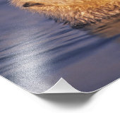 Sea Otters, Enhydra lutris 5 Fotodruck (Ecke)