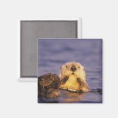 Sea Otters, Enhydra lutris 5 Magnet (Vorderseite/Rückseite)