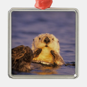 Sea Otters, Enhydra lutris 5 Ornament Aus Metall