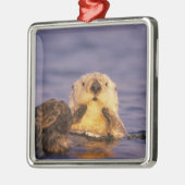 Sea Otters, Enhydra lutris 5 Ornament Aus Metall (Links)