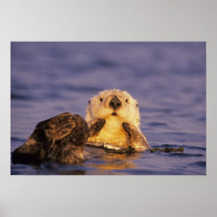 Sea Otters, Enhydra lutris 5 Poster