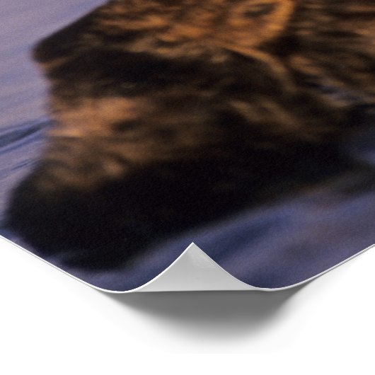 Sea Otters, Enhydra lutris 5 Poster (Ecke)