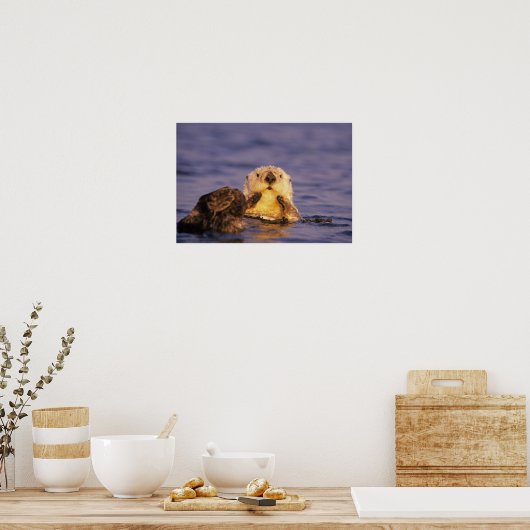 Sea Otters, Enhydra lutris 5 Poster (Küche)