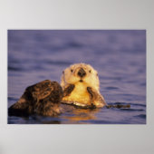 Sea Otters, Enhydra lutris 5 Poster (Vorne)