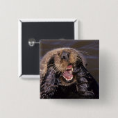 Sea Otters, Enhydra lutris 6 Button (Vorne & Hinten)