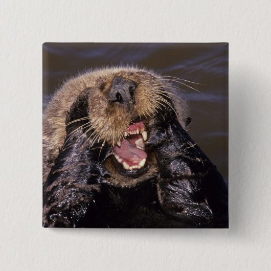 Sea Otters, Enhydra lutris 6 Button (Vorderseite)