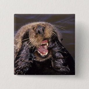 Sea Otters, Enhydra lutris 6 Button