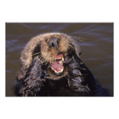 Sea Otters, Enhydra lutris 6 Fotodruck (Vorne)
