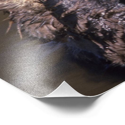 Sea Otters, Enhydra lutris 6 Fotodruck (Ecke)