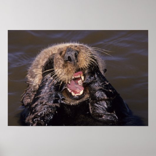 Sea Otters, Enhydra lutris 6 Poster (Vorne)