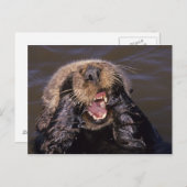 Sea Otters, Enhydra lutris 6 Postkarte (Vorne/Hinten)