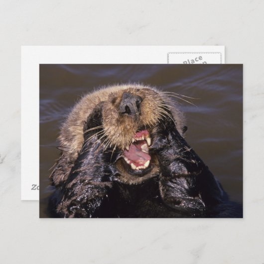 Sea Otters, Enhydra lutris 6 Postkarte (Vorne/Hinten)