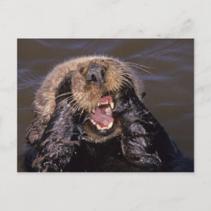 Sea Otters, Enhydra lutris 6 Postkarte