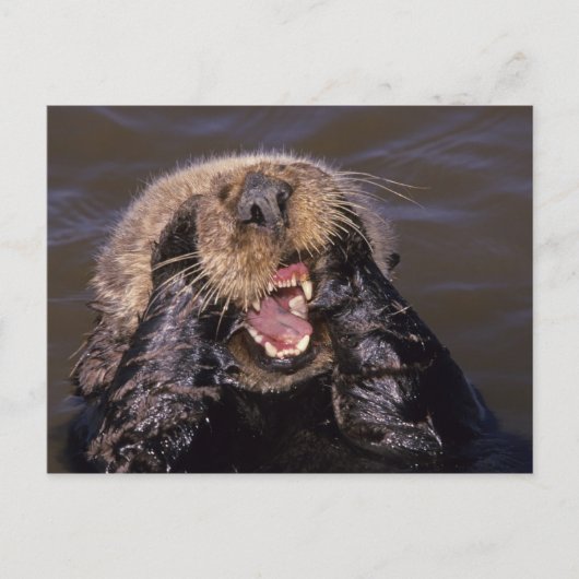 Sea Otters, Enhydra lutris 6 Postkarte (Vorderseite)