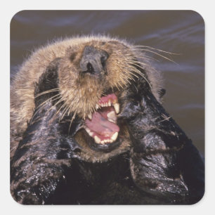 Sea Otters, Enhydra lutris 6 Quadratischer Aufkleber